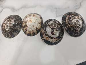 Coquille de limpet naturelle de qualité supérieure pour projets créatifs, bijoux, artisanat en résine, vente en gros - Product Image 3