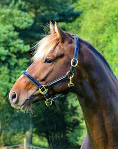 PATENTE alemana BRILLO POSH Cuero Confort Acolchado Show HALTER HEADCOLLAR LATÓN - Product Image 4