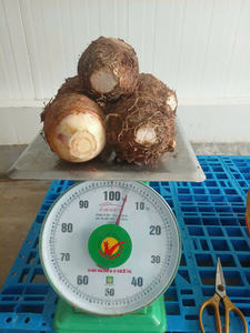 เผือกแช่แข็งเกรดส่งออกจากเวียดนาม - Product Image 4