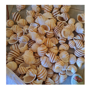 Coquillages finement organisés pour de belles décorations pour la maison Artisanat et pièces d'art sur le thème nautique - Product Image 5