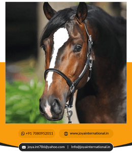 Ensemble de rênes et de bridons en cuir JOYA pour l'équitation occidentale, rênes en cuir personnalisées, rênes en cuir modernes et confortables, adaptées à toutes les saisons - Product Image 2