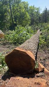 Troncos de madera de pino |   Troncos de Madera de Calidad: Madera de Teca / Troncos de Madera de Roble / Troncos de Eucalipto - Troncos de Teca, Madera Aserrada - Product Image 3