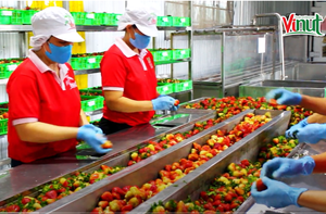 Célèbre Marque Aloe Vera Boisson Jus De Citron Mangue Noix De Coco Orange Saveurs De Pomme Halal Certifié Purée Bouteilles Boîtes Naturel - Product Image 3