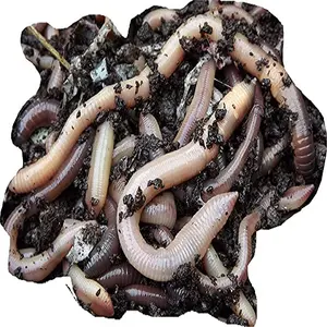 Earthworm Protein 65% earthworm Extract Powder