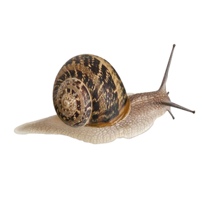 Escargots africains surgelés, frais, nettoyés, protéines de fruits de mer, délicatesse traditionnelle, prêts à cuisiner - Product Image 2