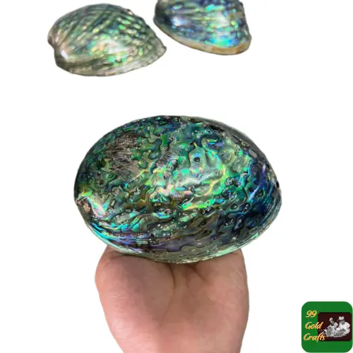 Concha de abalone por atacado madrepérola paua concha cru boa preço do Vietnã concha de abalone azul/concha polida de dois lados