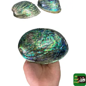 Wholesale abalone shell mother of pearl paua raw seashell good price from Vietnam Blue Abalone Shell/Two Sided Polished Shell