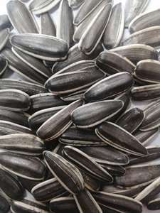 Noix de haute qualité, graines de tournesol biologiques, noyaux de graines de tournesol en gros, graines de tournesol prêtes à l'exportation, Belgique - Product Image 4