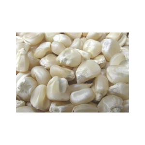 Freshly harvested white maize bulk supply ideal for global trade - Product Image 3