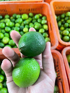 Lima fresca sin semillas Origen de Vietnam | Lima verde de alta calidad para exportación | Precio al por mayor de proveedor certificado - Product Image 2