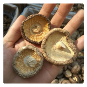 TOP EXPORT Champignons Shiitake Naturels Vietnamiens de Haute Qualité - Product Image 3