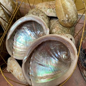 Conchas de abulón ovaladas modernas perladas, pulidas, iridiscentes, con efecto arcoíris, en paquete a granel para decoración de villas de lujo, arte y cuencos. - Product Image 6