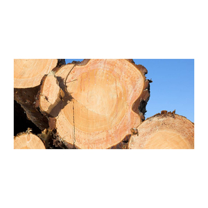 Maderas de abeto superiores disponibles a granel para empresas de construcción y minoristas de madera - Product Image 3