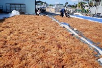 Mousse de mer irlandaise sauvage/mousse de mer séchée de Ninh Thuan Vietnam - Marque Louis Sunrise Ins, coupée, durée de conservation de 12 mois