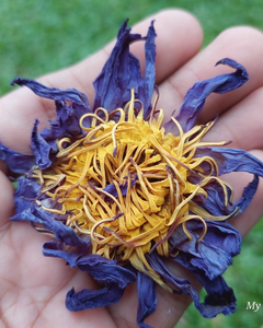 FLOR DE LOTO SECA DE ALTA CALIDAD PARA TÉ, SUMINISTRO A GRANEL - Product Image 3