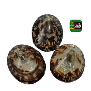 HERMOSAS CASQUILLAS Limpet PARA PROYECTOS DECORATIVOS DIY JOYERÍA HECHA A MANO Y DISEÑO INTERIOR DEL HOGAR - Product Image 3