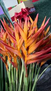 ดอกอะเวซิลลา ดอกไม้เขตร้อนของเอกวาดอร์ HELICONIA PSITTACORUM - Product Image 3