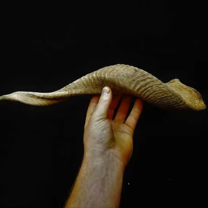 Shofar de Cuerno de Carnero Kudu Natural Ecológico de Alta Calidad, Pulido, de Tamaño Personalizado, para Uso Religioso Judío, Objeto de Colección Artístico para el Hogar - Product Image 1