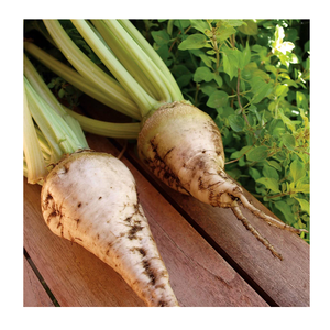 Raíces de remolacha azucarera para una extracción eficiente de azúcar y productos agrícolas de alimentación animal de primera calidad - Product Image 2