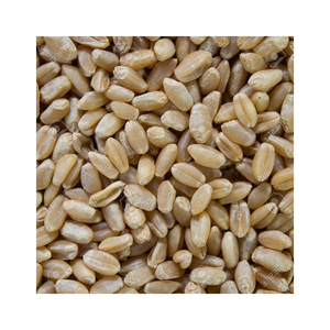 Seigle d'hiver de haute qualité/Grains de seigle biologiques/Son de seigle et flocons de seigle - Product Image 1