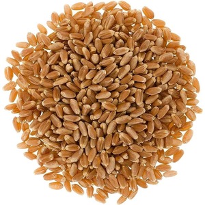 Grano de Trigo Natural Premium a Granel para Exportación, Grano de Trigo Fresco Procesado Cuidadosamente para el Comercio Agrícola Global - Product Image 1
