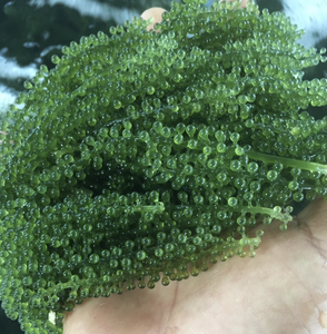 Algas de Mar de Vietnam, Caulerpa Lentillifera, para Ensaladas, Sushi, Ingredientes de Cocina y Suministros para Restaurantes - Product Image 3