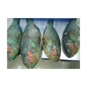 Pescado loro congelado a precio de descuento, preparado para suministro a granel con entrega rápida - Product Image 1