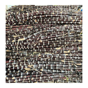 Trozos de caña de azúcar congelada pelada y lista para exportar caña de azúcar congelada ideal para cadenas de batidos en todo el mundo - Product Image 5