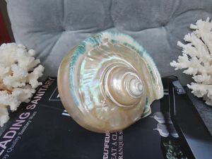 Conchas Marinas Grandes al por Mayor, Turbo Marmoratus, Concha Grande de Vietnam, Ideal para Decoración con Temática Oceánica, Exhibición de Turbo Marmoratus - Product Image 4