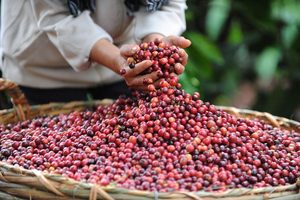 เนสกาแฟ โกลด์ เอสเพรสโซ กาแฟสำเร็จรูป - 6 กระป๋อง ขนาด 100 กรัม - Product Image 5