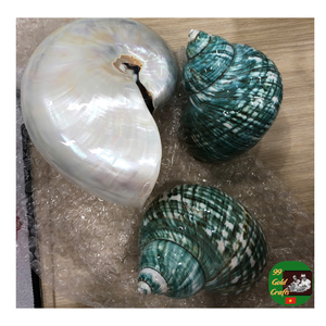 Qualité d'exportation de coquille de conque rouge crue du Vietnam, fournisseur en gros de coquille de conque verte polie, coquille de Turbo polie - Product Image 1