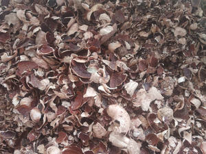 Cáscara de Anacardo para Combustible de Biomasa Renovable, Tendencia Actual - Product Image 5