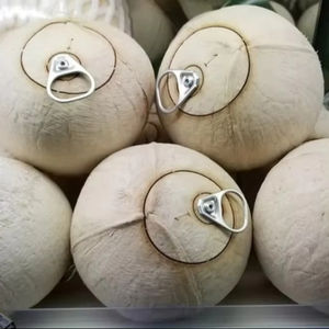 Noix de coco fraîche du Vietnam à prix compétitif, livraison rapide, agrumes - Product Image 2