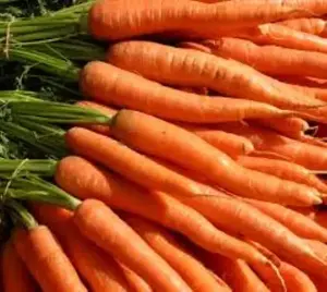 Obral besar wortel segar