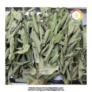 Hojas secas de guayaba procesadas naturalmente, perfectas para las compañías de té, fabricantes de cosméticos y marcas de hierbas - Product Image 4