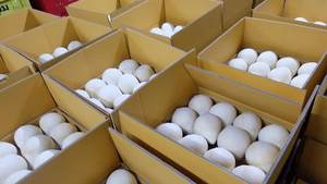 Coco Entero Pulido de Vietnam - Color Natural, Calidad Alimentaria - Product Image 5