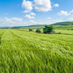 Polvo de hierba de cebada orgánica, clorofila, antioxidante herbal, suplemento nutricional de belleza, fibra dietética soluble en agua, grado alimenticio - Product Image 6