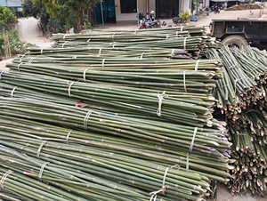 Vente en gros de bâtons de bambou bon marché du fournisseur de produits agricoles du Vietnam Bao Tram Anh - Product Image 3