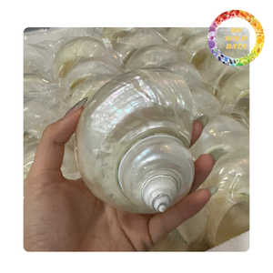 Grand Turbo Shell du Viet Nam | Pour les cadeaux et la décoration intérieure | Couleur blanc et vert - Product Image 1