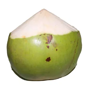 Conos de corte de coco fresco vietnamita en forma de Coco tierno verde joven Cultivo de coco 2023 precio de fabricación