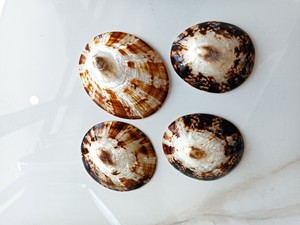 Fabricante de Vietnam Conchas decorativas para lapas Cáscara de Opihi pulida Conchas de Lapa ovaladas naturales de alta calidad - Product Image 3