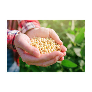 Vente en gros de soja jaune biologique de haute qualité sans OGM soja délicieux vente par fournisseur en gros - Product Image 3