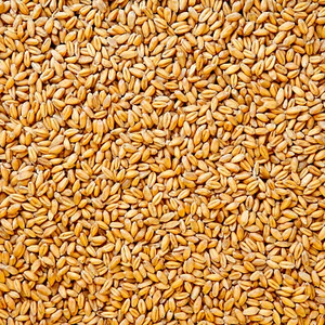 Grains de seigle entiers séchés biologiques de Belgique, 2% de brisures, durée de conservation de 24 mois - Product Image 1