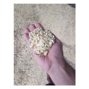 Maíz blanco de primera calidad a la venta Maíz no OGM de alta calidad Ideal para varios usos culinarios y agrícolas - Product Image 2