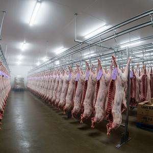 Hoy solo Cuerpo de cordero completo congelado de primera calidad, entrega rápida de exportación, el mejor precio al por mayor, suministro a granel de carne de oveja de alta calidad - Product Image 2