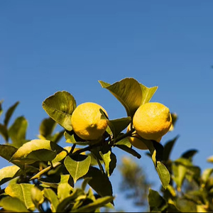 Hojas de Limón Kaffir 100% Naturales - Product Image 1