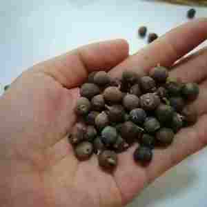 Premium organic juniper berries natural dried bulk supply new season wholesale private label packaging high quality berries - Product Image 1