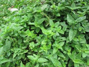 Feuilles de gelée d'herbe séchée de haute qualité du Vietnam pour la nourriture et les boissons-Contactez Mme Elite - Product Image 6