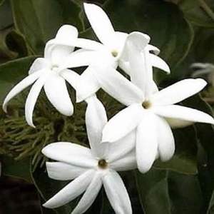 Aceites Esenciales Absolutos de Mogra 100% Puros con Infusión de Árbol de Té para Hidratar, Reafirmar, Aclarar, Nutrir y Perder Peso - Product Image 2