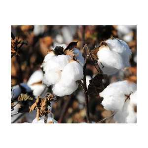 Fibra de algodón crudo orgánico cultivado de manera sostenible, natural, respetuoso con el medio ambiente y biodegradable para la fabricación de textiles - Product Image 2